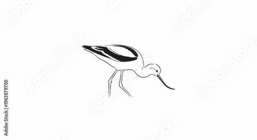 Black and white sketch of a wading bird with a long, curved beak