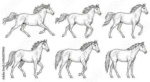 Set of Hand Drawn Horse Movement Phases Illustration