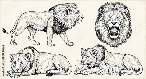 Hand Drawn Lion Family Set Illustration