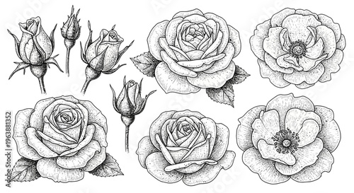 Hand Drawn Rose Flower Set Botanical Illustration