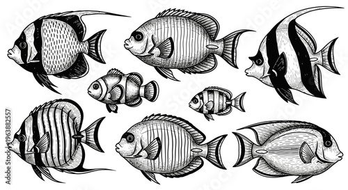 Hand Drawn Tropical Fish Set Collection