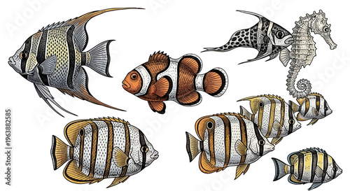 Hand Drawn Tropical Fish and Seahorse Illustration Set