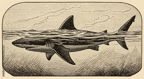 Vintage Engraving Illustration of a Shark Swimming in Ocean Waters