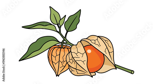 close up Physalis angulata fruit or 'ciplukan'