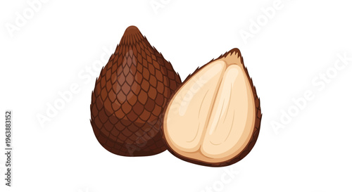 vector salak fruit peel