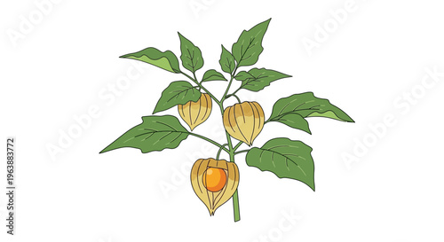 detail a sprig of ground cherry tree for herbs