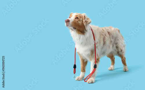 Cute Australian Shepherd do...