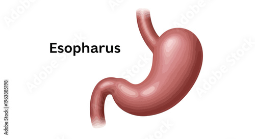 Anatomical Illustration of Human Stomach and Esophagus