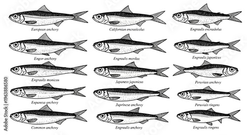 Scientific Illustration Set of Various Anchovy Species