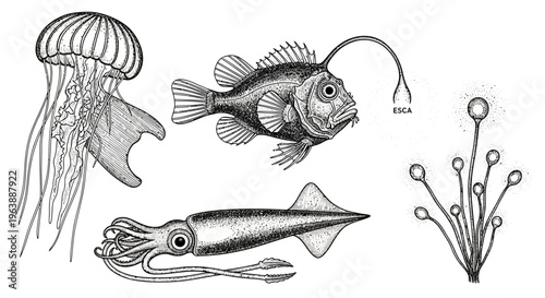 Deep Sea Creatures and Marine Life Ink Illustration