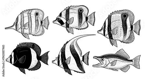 Hand Drawn Tropical Fish Set Collection
