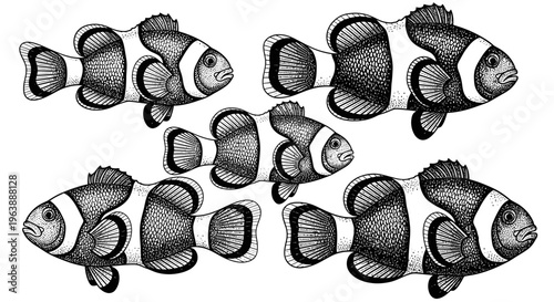 Hand Drawn Clownfish Illustration Set