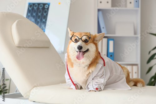 Cute Corgi dog with doctor's uniform on couch in medical office