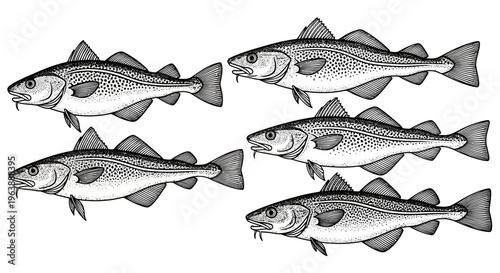 Set of Hand Drawn Atlantic Cod Fish Illustrations