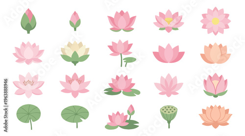 Collection of various lotus flowers and leaves in different stages of bloom and colors, perfect for spring and summer themes