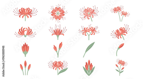 Vibrant collection of red spider lily flowers, illustrating diverse growth stages from delicate buds to radiant full blooms and graceful leaves, ideal for botanical designs