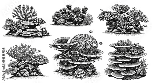 Hand Drawn Coral Reef Collection Set