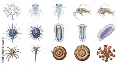 Collection of Marine Microorganisms and Plankton Illustrations