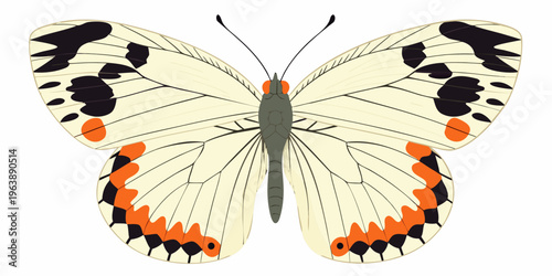 A detailed illustration of a white butterfly with black and orange markings