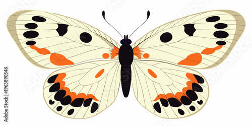 A detailed illustration of a white butterfly with black and orange markings