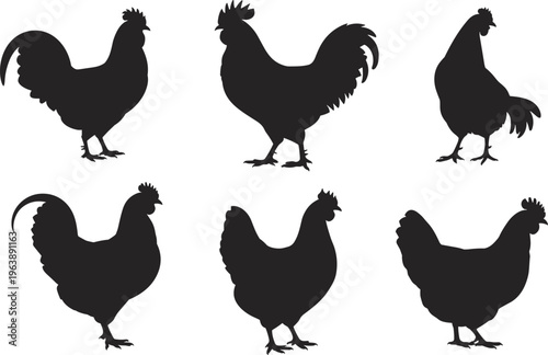 Collection of rooster and hen silhouettes isolated, farm poultry vector set, black chicken shapes, rustic livestock illustration for agriculture branding design use