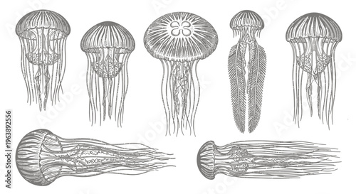 Set of Hand Drawn Jellyfish Illustrations
