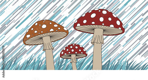 Group of three red and brown fly agaric mushrooms with white spots growing in the rain amidst green grass.