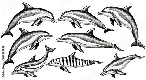 Set of Hand Drawn Dolphin Illustrations in Stipple Art Style