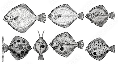 Set of Hand Drawn Flatfish Illustrations