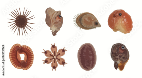 Microscopic Plankton and Marine Organism Set