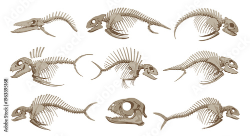 Set of Ancient Fish Skeletons and Fossilized Marine Life Elements