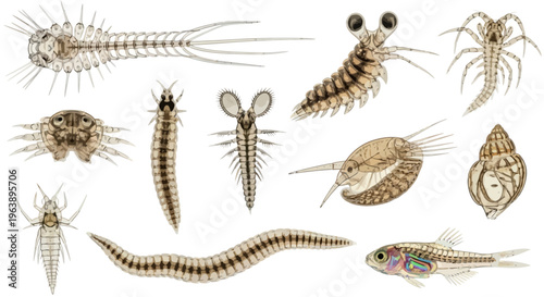 Set of Various Aquatic Larvae and Microscopic Organisms Illustration