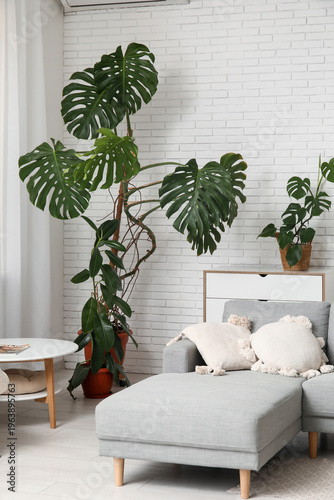Monstera houseplants, sofa ...