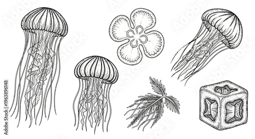 Hand Drawn Jellyfish and Marine Life Collection