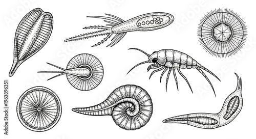 Set of Hand Drawn Microscopic Organisms and Plankton Illustrations