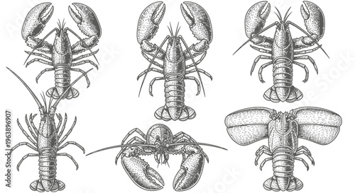Set of Hand Drawn Lobster Illustrations in Vintage Engraved Style