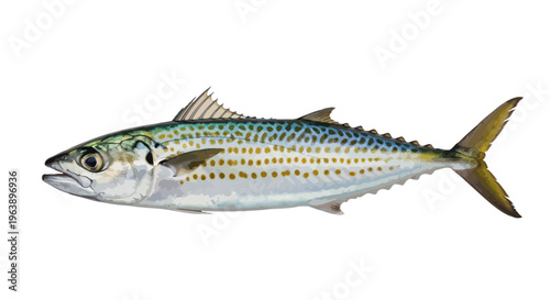 Japanese Spanish Mackerel Isolated on White Background