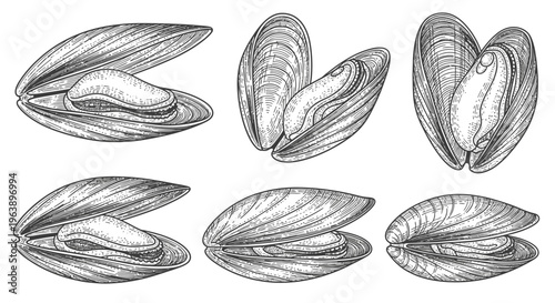 Hand Drawn Mussels Set Sketch Illustration