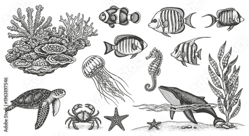 Hand Drawn Marine Life Collection with Fish and Sea Creatures