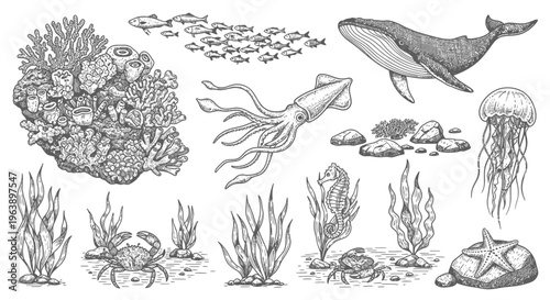 Hand Drawn Marine Life Collection with Sea Creatures and Underwater Plants