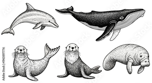 Hand Drawn Marine Mammals Set: Dolphin, Whale, Seal, Sea Lion, and Manatee