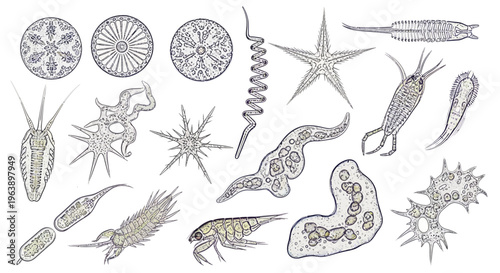 Set of Hand-Drawn Microscopic Organisms and Plankton