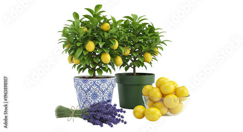 Potted Lemon Trees with Lemons and Lavender