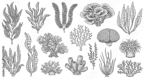 Hand Drawn Marine Life Collection with Corals and Seaweed