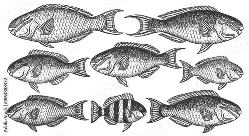 Set of Hand Drawn Parrotfish Illustrations