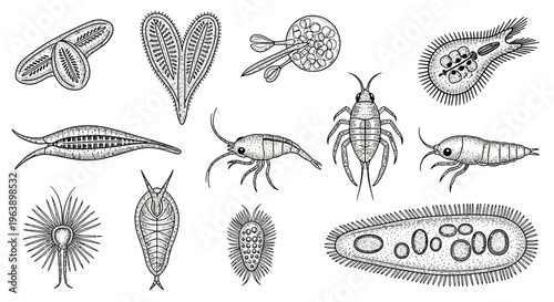 Set of Hand-Drawn Microscopic Organisms and Plankton