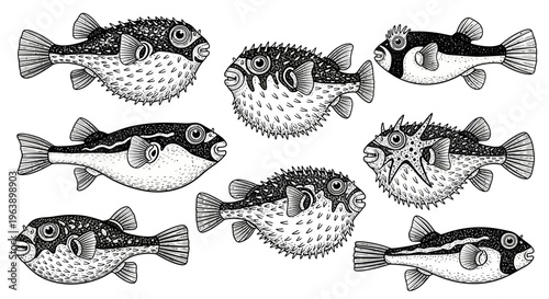 Set of Hand Drawn Puffer Fish Illustrations