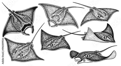 Hand Drawn Stingray Set Collection