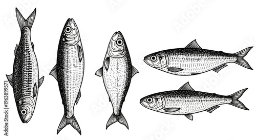 Hand Drawn Illustration Set of Sardine Fish