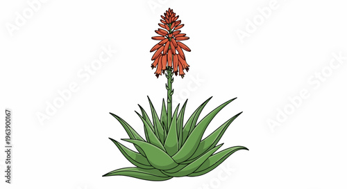 A drawing of an aloe vera plant with a tall stalk topped with orange tubular flowers